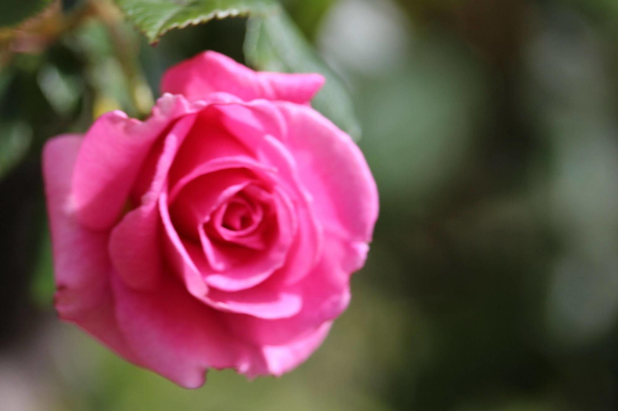 Barossa House Bed & Breakfast Tanunda